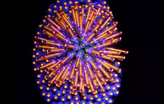 重磅消息| AIVA師生作品被選中參加2018巴塞羅那JOYA當代首飾展！